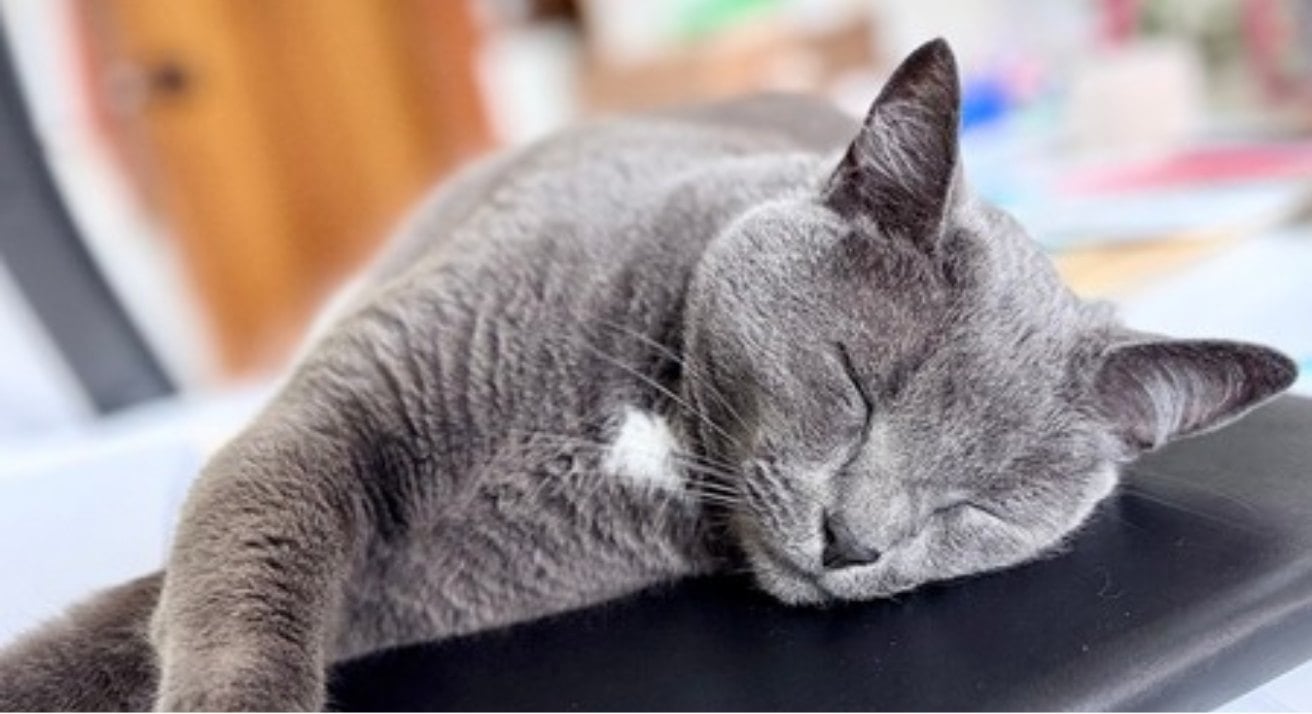 Obligatory pet photo: Bilbo, a gray cat, fast asleep